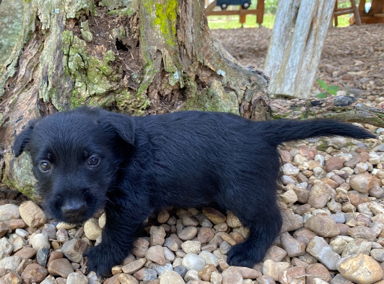 reeses 6wk 3