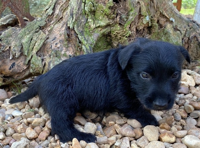 reeses 6wk 6