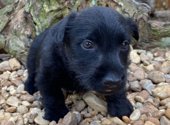 reeses 6wk 8