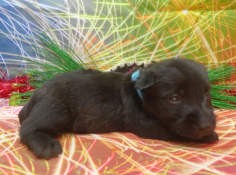rio 4wk 6