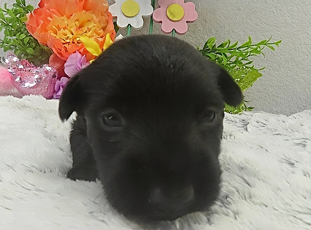 riri 3wk 3