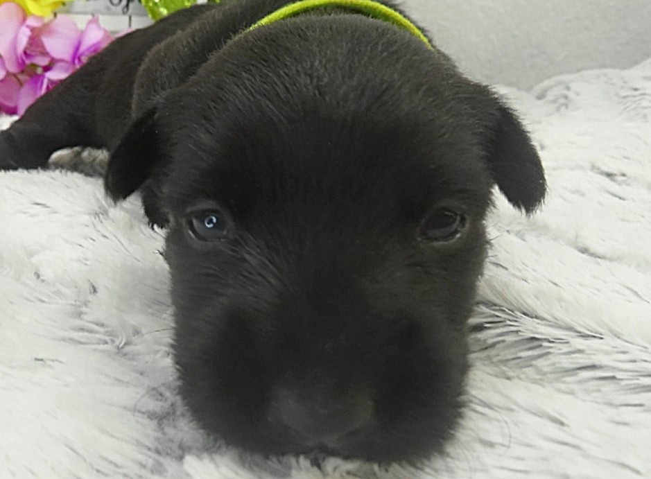 riri 3wk 4