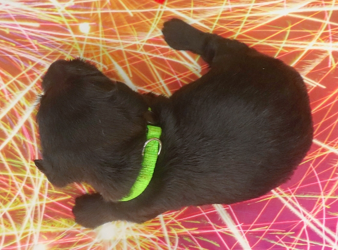 riri 4wk 3