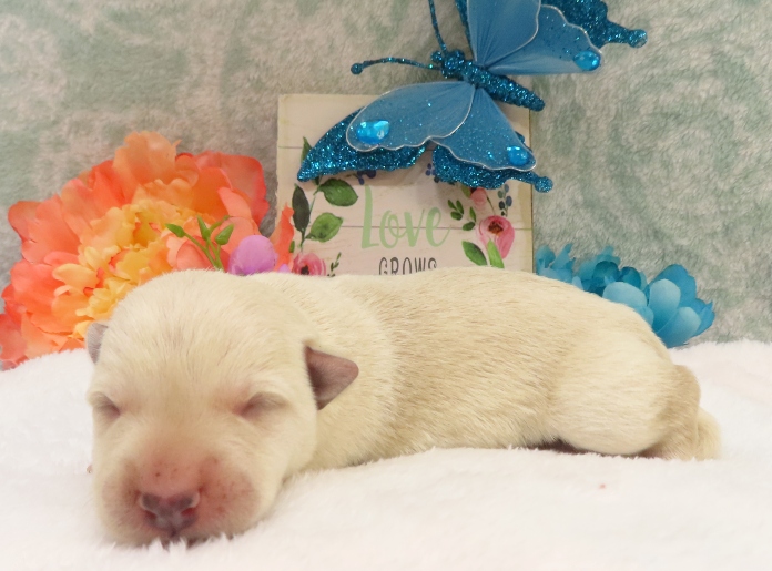 rory 1wk 4
