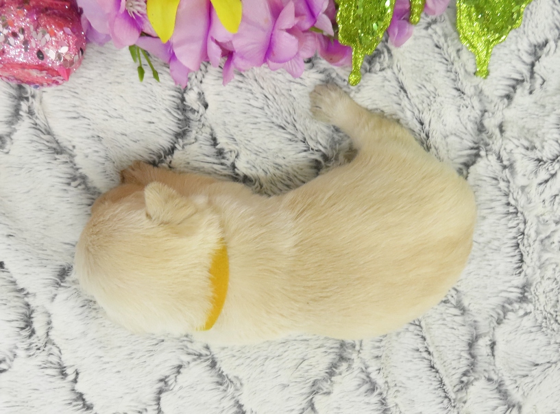 rory 3wk 3