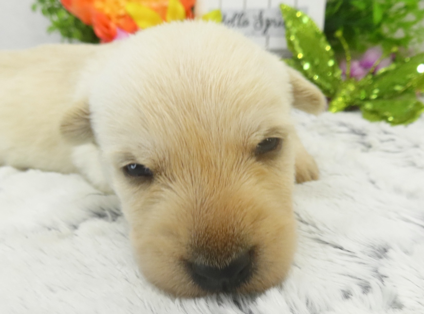 rory 3wk 7