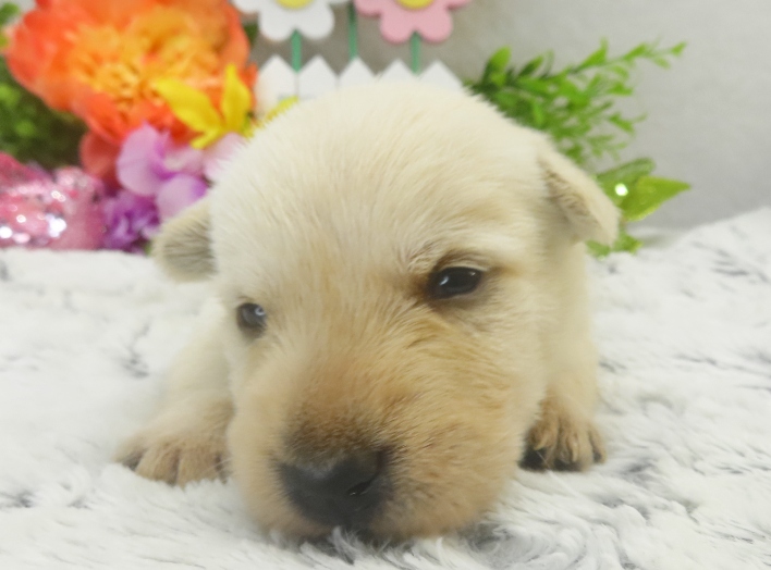 rory 3wk 8