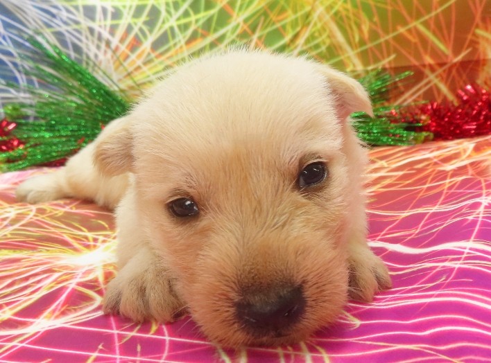 rory 4wk 1