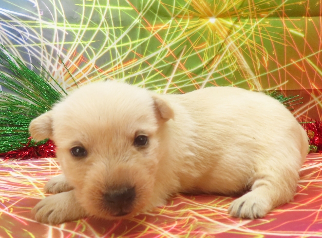 rory 4wk 2