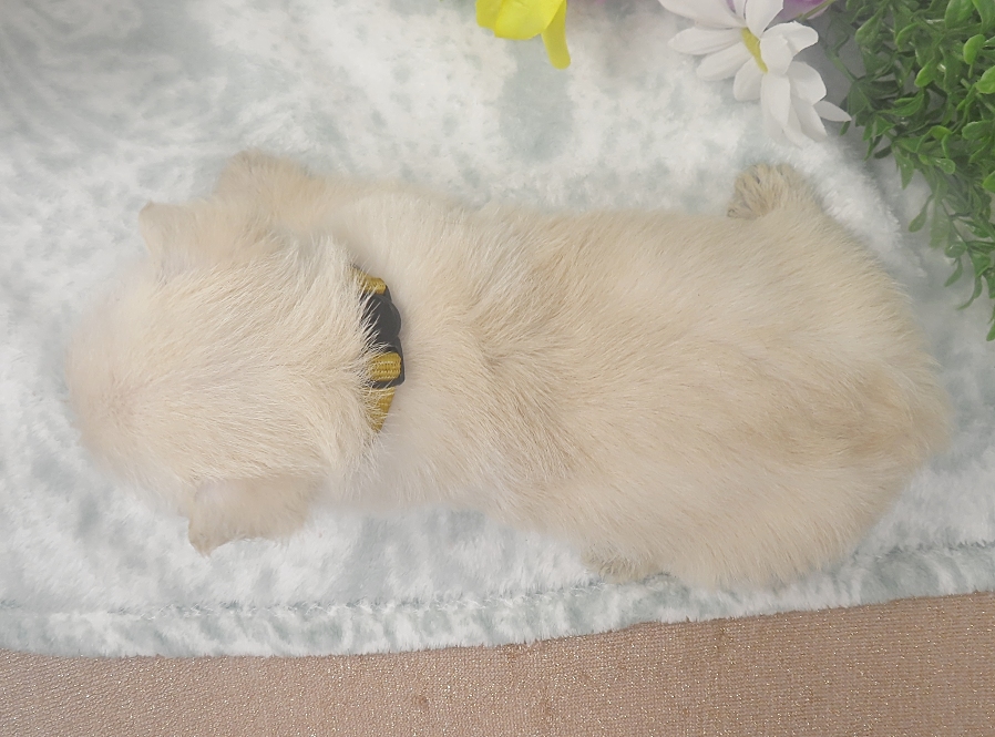 rory 5wk 4