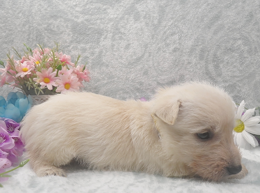 rory 5wk 7