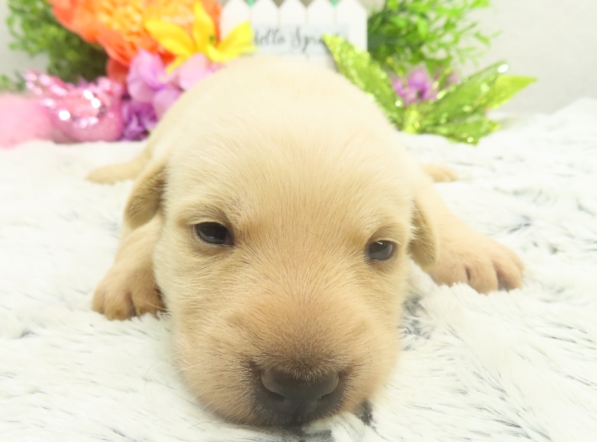 rosalina 3wk 1