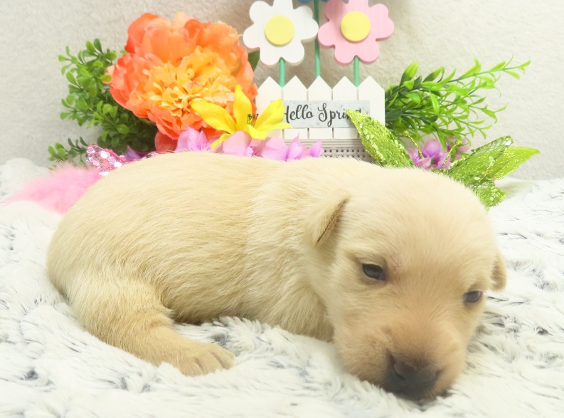rosalina 3wk 3