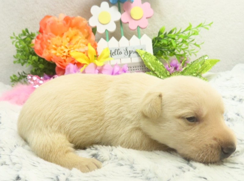 rosalina 3wk 4 1
