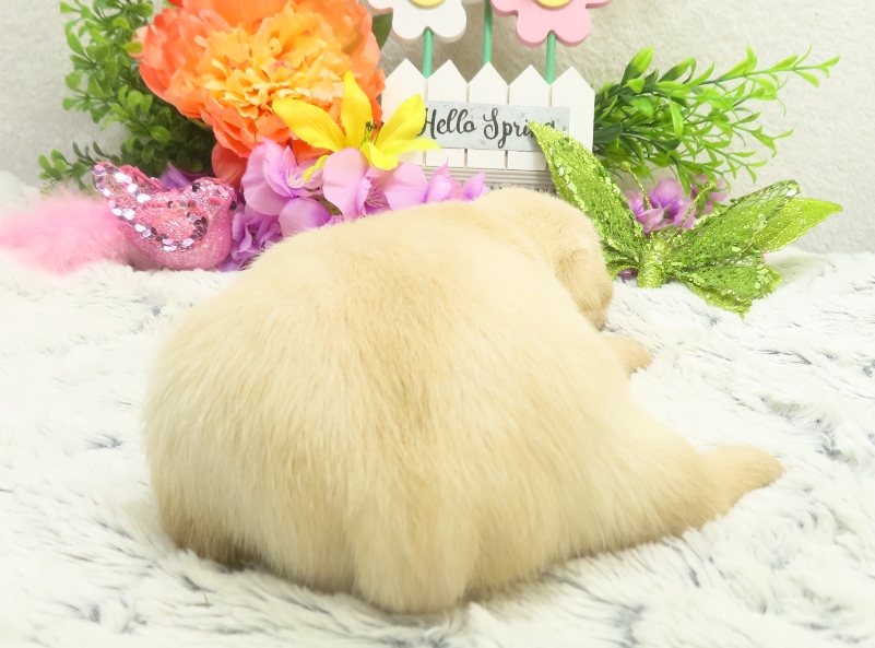 rosalina 3wk 5