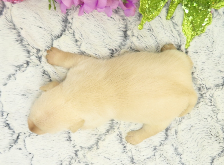 rosalina 3wk 6