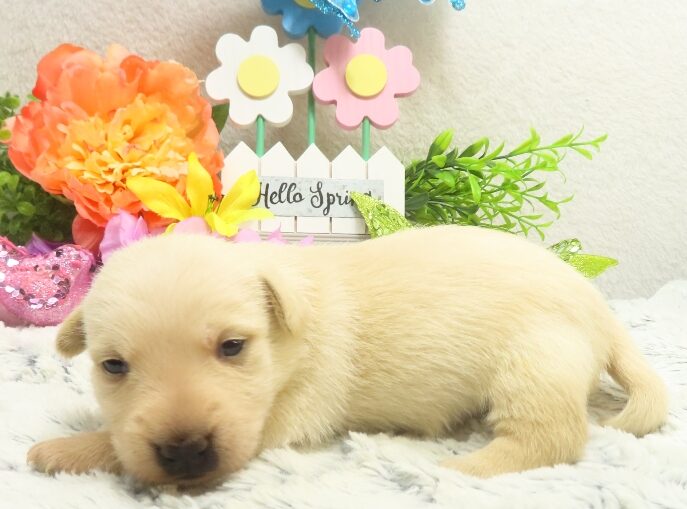 rosalina 3wk 7 edited