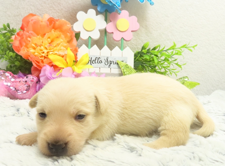 rosalina 3wk 8