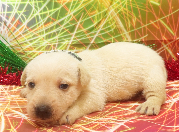 rosalina 4wk 1