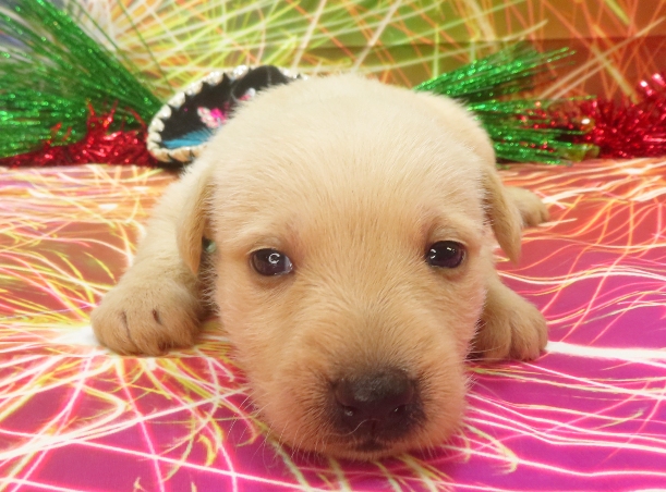rosalina 4wk 4