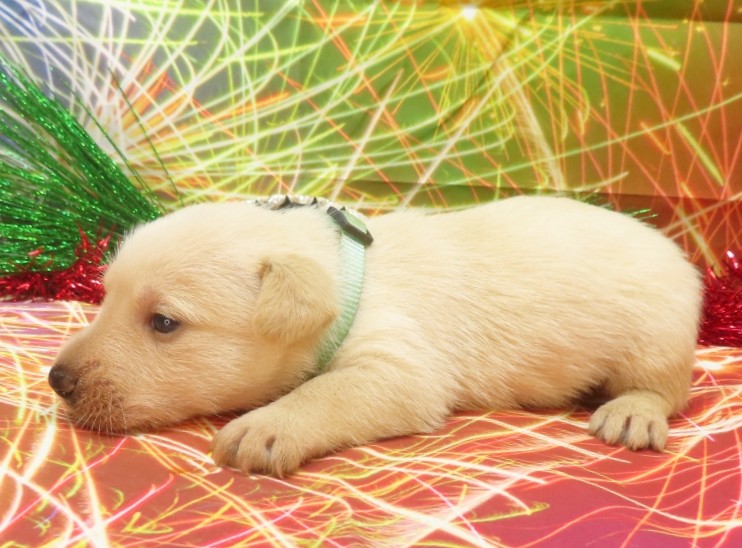 rosalina 4wk 6