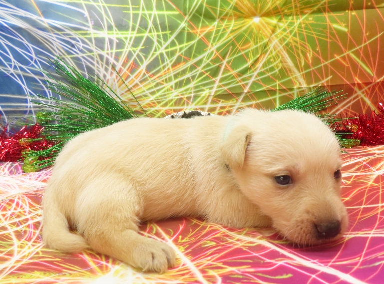 rosalina 4wk 8