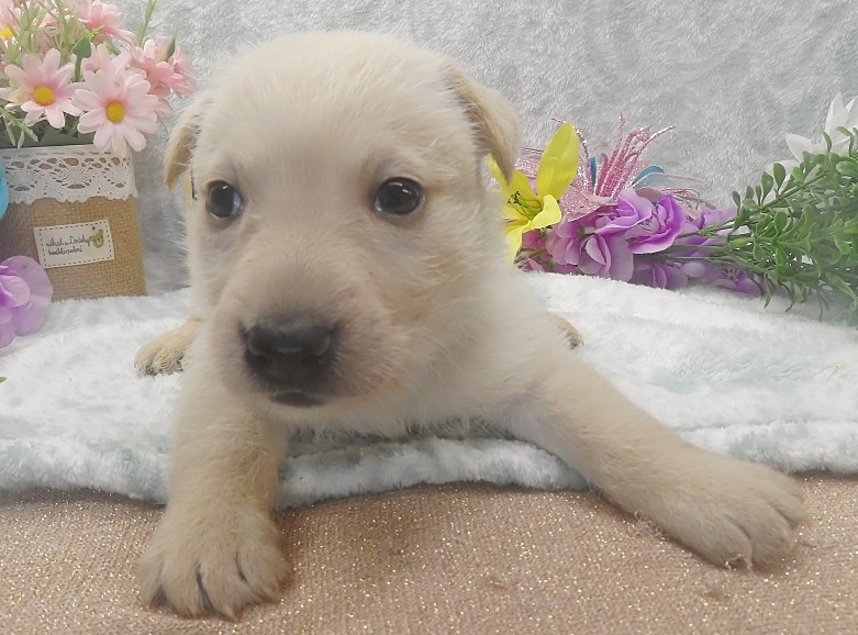 rosalina 5wk 1