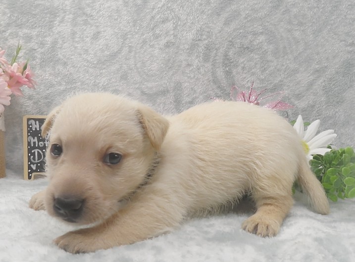 rosalina 5wk 2