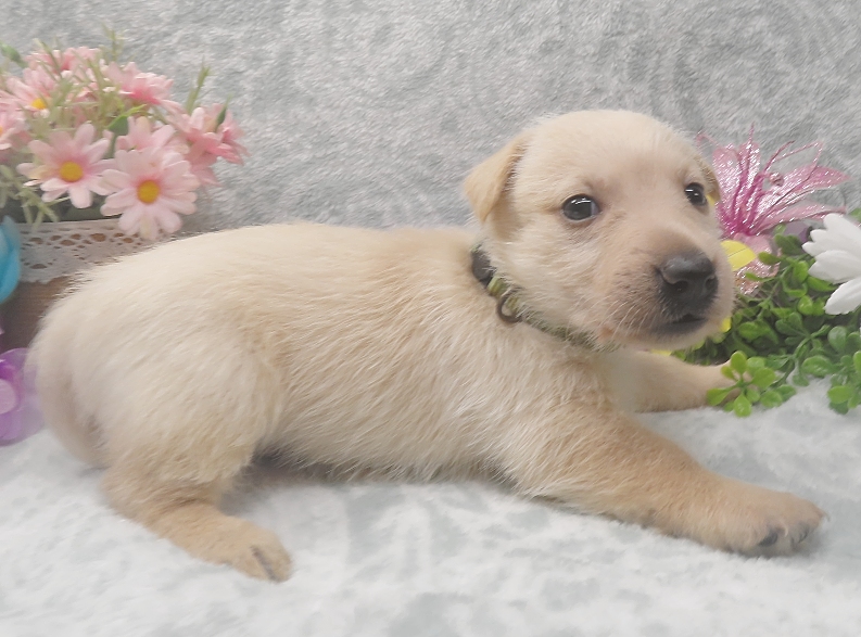 rosalina 5wk 3