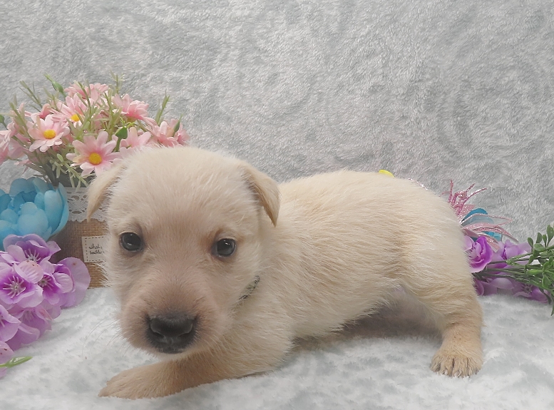 rosalina 5wk 5
