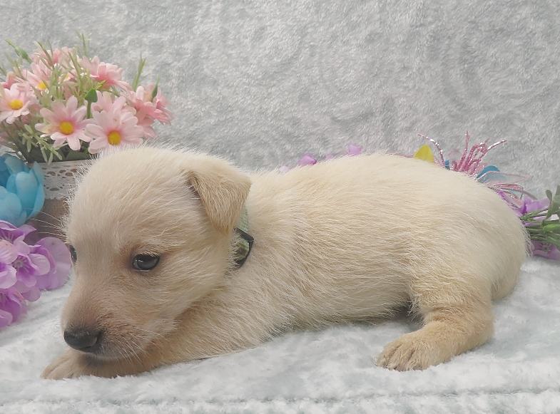 rosalina 5wk 8