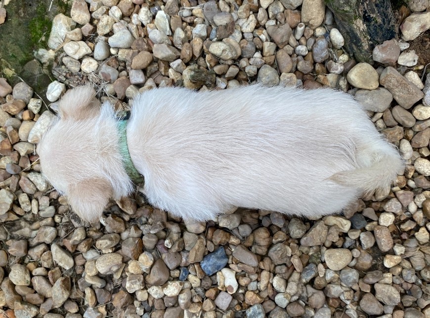 rosalina 6wk 2