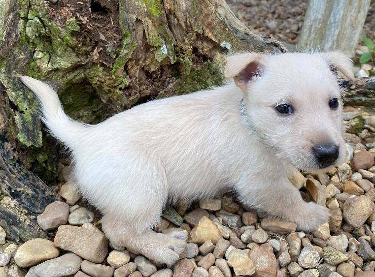 rosalina 6wk 3