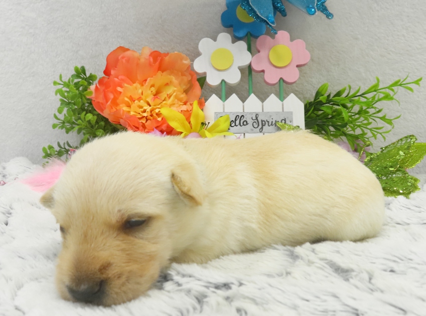 rosy 3wk 2 1