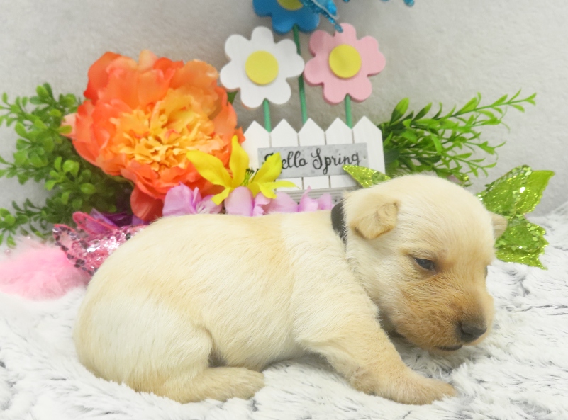 rosy 3wk 3