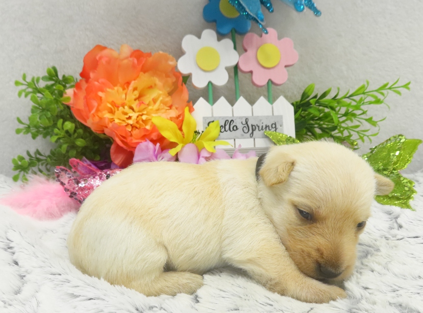 rosy 3wk 4