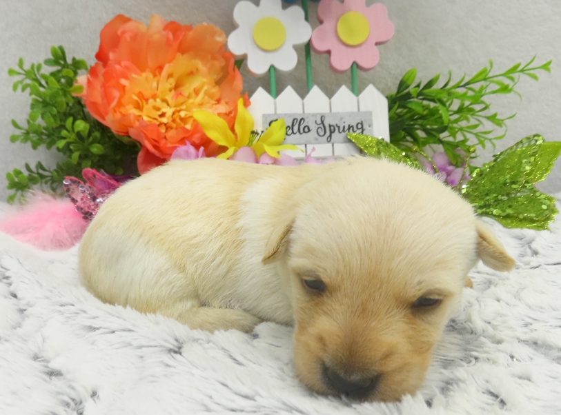 rosy 3wk 5