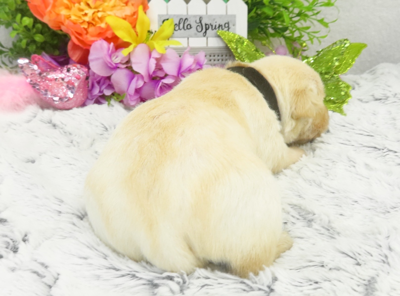 rosy 3wk 6