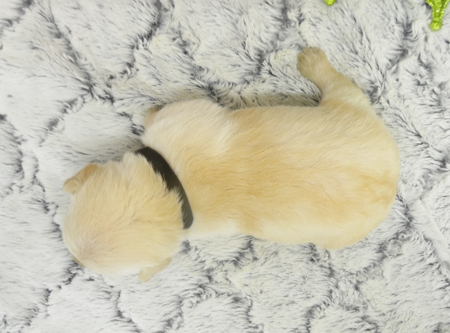 rosy 3wk 7