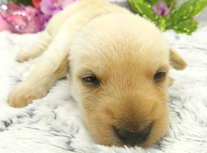 rosy 3wk 8 1
