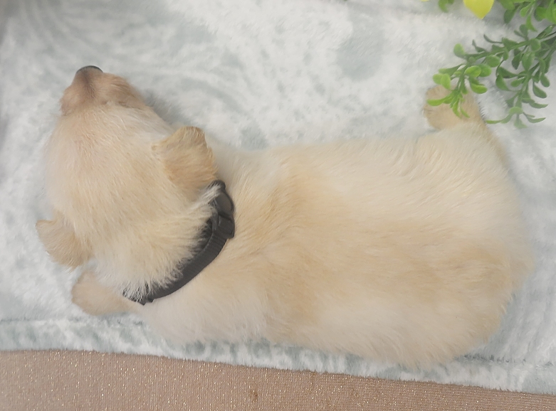 rosy 5wk 4