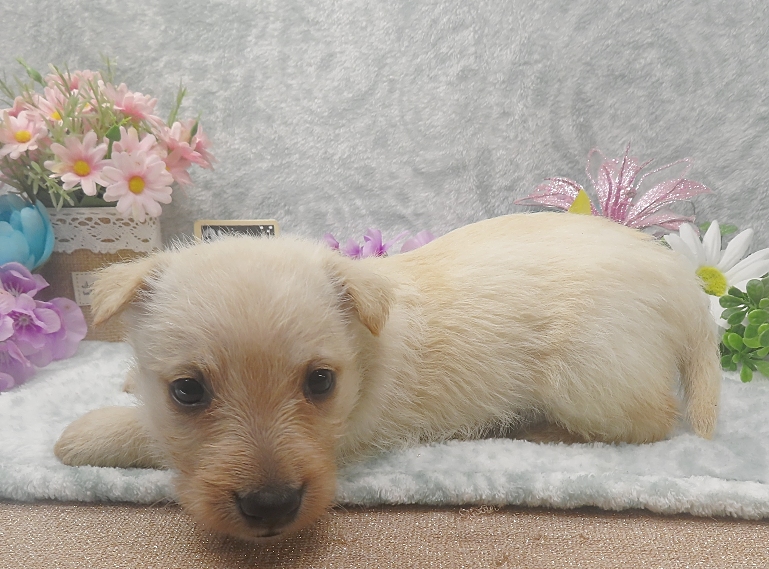 rosy 5wk 5