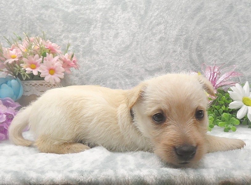 rosy 5wk 8