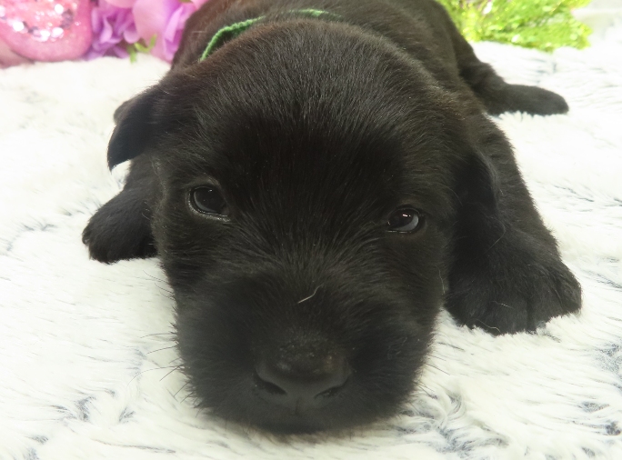 rusty 3wk 1