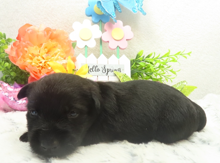 rusty 3wk 3