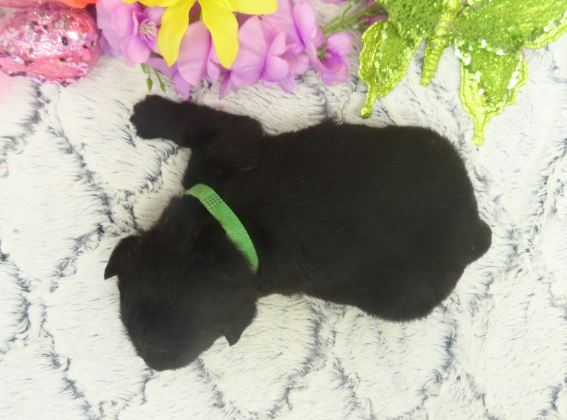 rusty 3wk 4