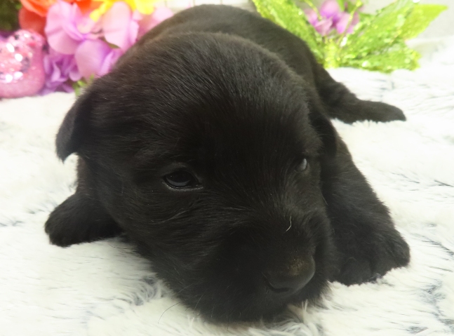 rusty 3wk 8