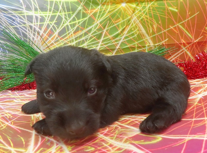 rusty 4wk 2