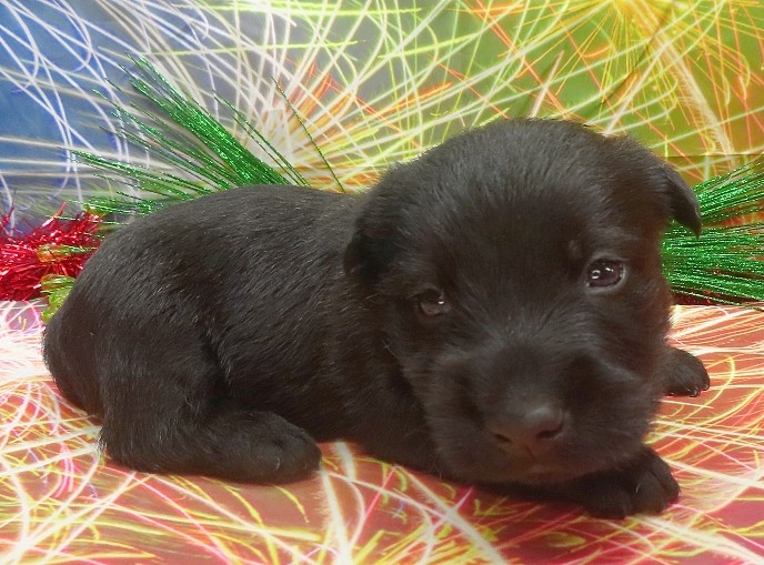 rusty 4wk 5