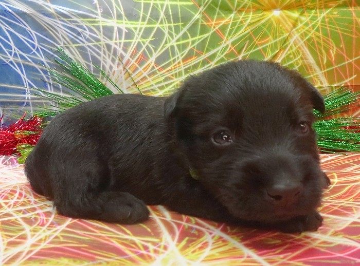rusty 4wk 6